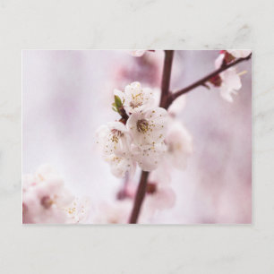 Pink spring blossoms postcard