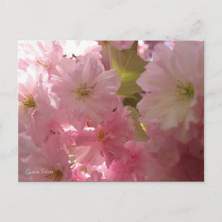 Pink Spring Blossoms Postcard