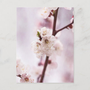 Pink spring blossoms postcard