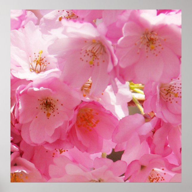 Pink Spring Blossoms Poster (Front)