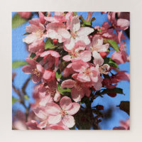 Pink Spring Blossoms with Blue Sky