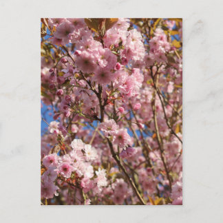 Pink Spring Cherry Blossom Postcard