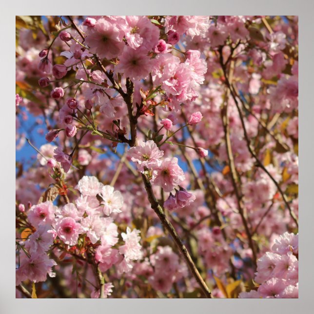 Pink Spring Cherry Blossom Poster (Front)