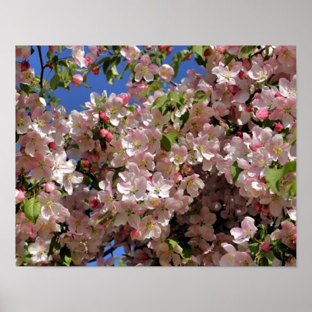 Pink Spring Crabapple Flower Blossoms 4 Poster (Front)