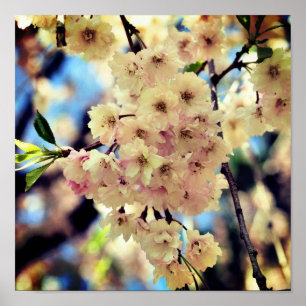 Pink Spring Flower Blossoms 3 Close Up Poster