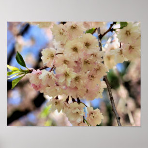 Pink Spring Flower Blossoms 3  Poster