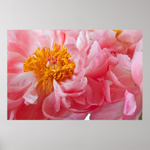 Pink Spring Peony Flower - Peonies Template Poster
