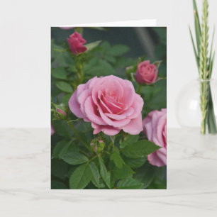 Pink spring roses print greeting card