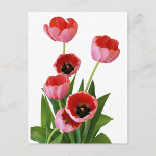 Pink Spring Tulip Bouquet Photograph Postcard