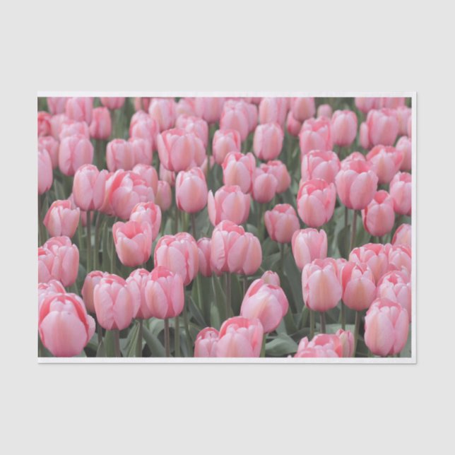 Pink Spring Tulip Flowers  Tissue Paper (Front)