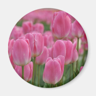 Pink spring tulips magnet