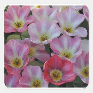 Pink spring tulips square sticker