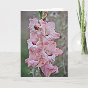 Pink Stalk Gladiolus Flowers Note Card