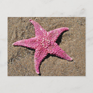 Pink Starfish Postcard