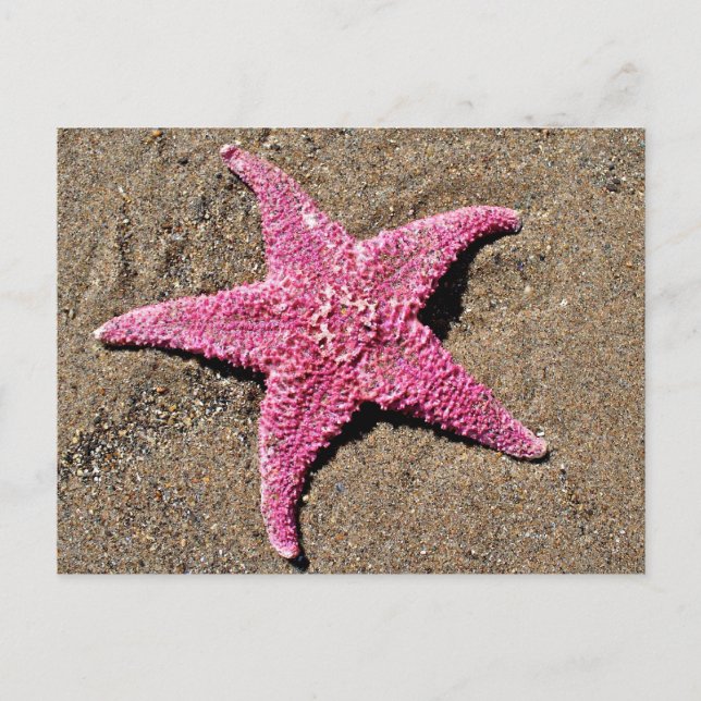 Pink Starfish Postcard (Front)