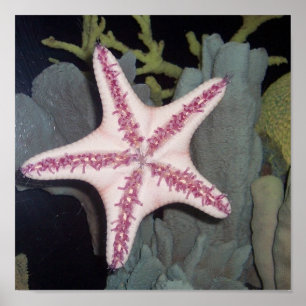 Pink Starfish Poster