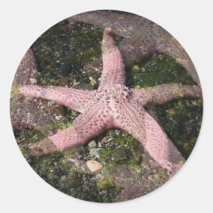 Pink Starfish Sticker