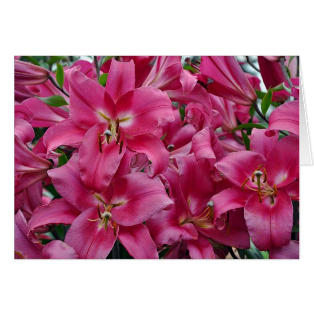 Pink stargazer lilies (Front Horizontal)
