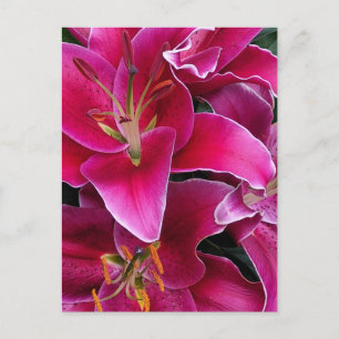 Pink stargazer lily flowers postcard
