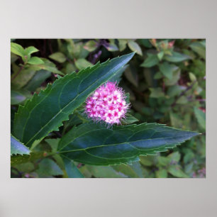 Pink summer flower poster