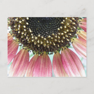 Pink Sunflower Postcard