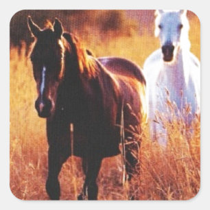 Pink Sunset Western country Galloping Horses Square Sticker