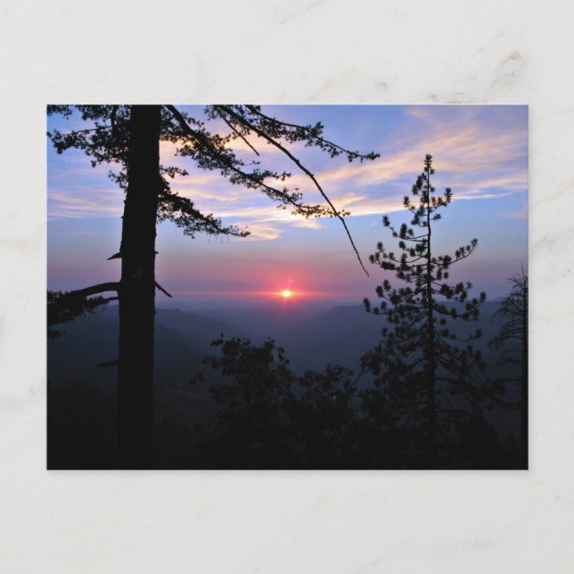 Pink sunset with pine trees and clouds postcard (Front)