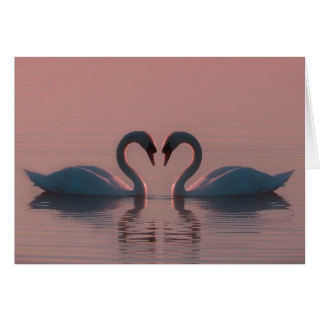 Pink Swans Must Be Love (Front Horizontal)