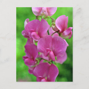 Pink Sweet Pea flowers Postcard