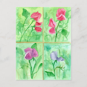 Pink Sweet Pea Flowers Watercolor Painting Postcard