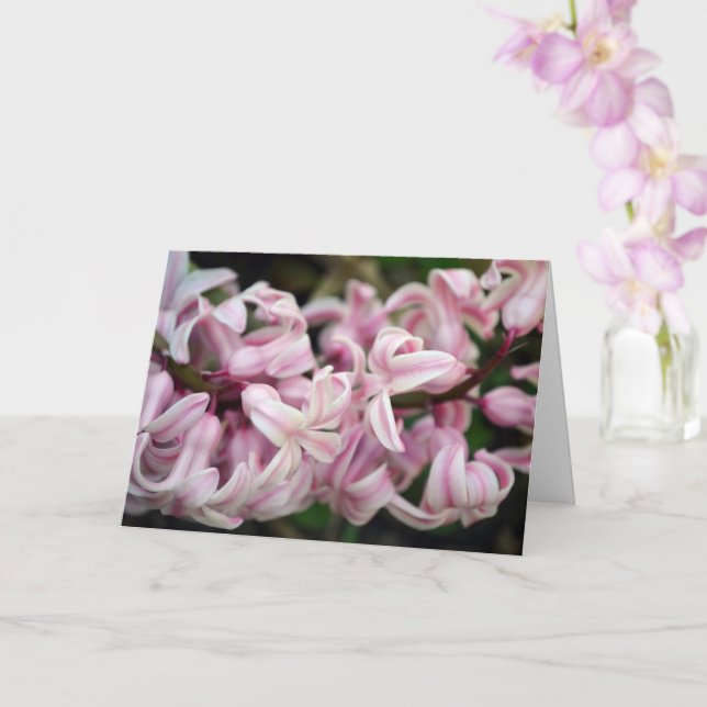Pink Sweet Smelling Fragrant Hyacinth Card (Orchid)