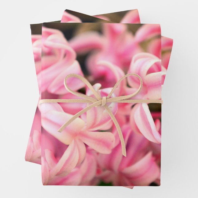 Pink Sweet Smelling Fragrant Hyacinth Wrapping Paper Sheet (In situ)
