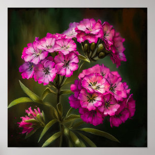 Pink Sweet William Flower Art Print Poster