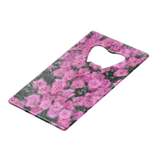 Pink sweet william flowers