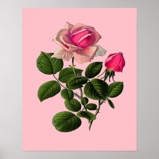 Pink Tea Roses Poster (Front)