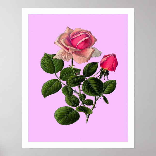Pink Tea Roses Poster (Front)