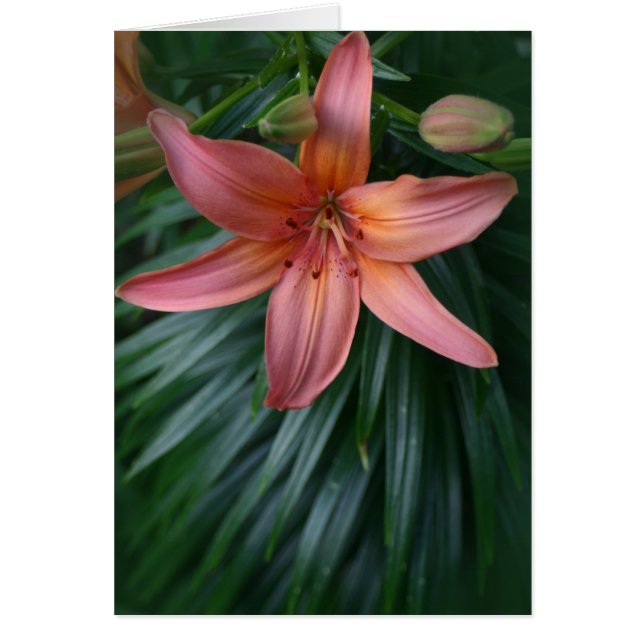 Pink Tiger Lily Flower (Front)