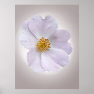 pink to purple poster
