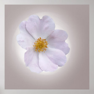 pink to purple poster