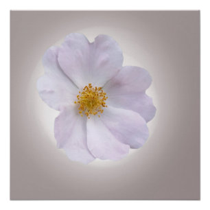 pink to purple poster