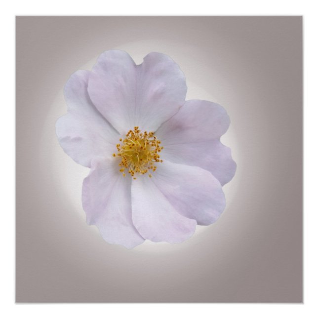 pink to purple poster (Front)