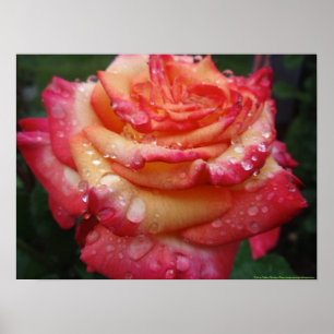 Pink to Yellow Rainbow Rose Poster