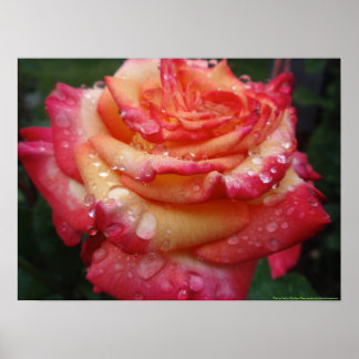 Pink to Yellow Rainbow Rose Poster