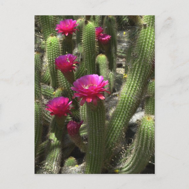 Pink Torch Cactus Postcard (Front)
