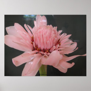 Pink Torch Ginger Exotic Poster Print