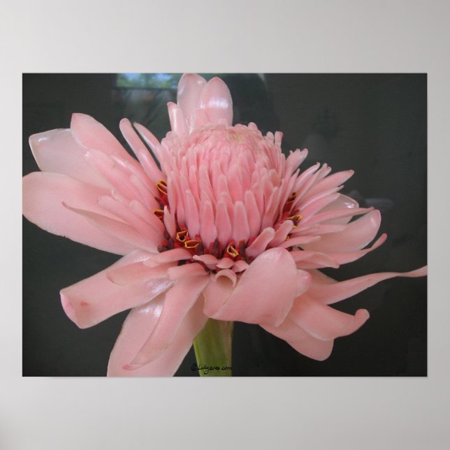 Pink Torch Ginger Exotic Poster Print (Front)