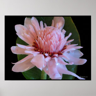 Pink Torch Ginger Hawaii Exotic Poster Prints