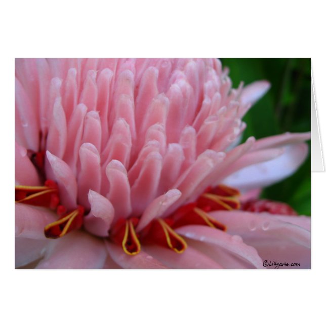 Pink Torch Ginger Wedding (Front Horizontal)