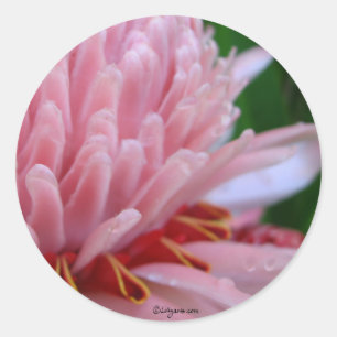 Pink Torch Ginger Wedding Classic Round Sticker