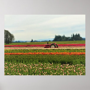 Pink Tractor in Tulip Field, Oregon Poster
